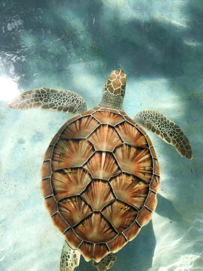 Mauritius: Snorkeling with Turtles & Port Louis Street Food - Trou aux Biches snorkeling: turtles, reef fish, and real conditions
