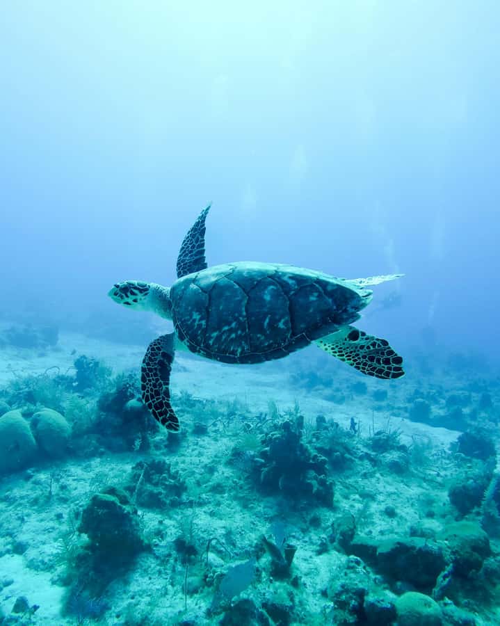 Mauritius: Snorkeling with Turtles & Port Louis Street Food - The boat ride from Trou aux Biches Beach: why it’s part of the fun