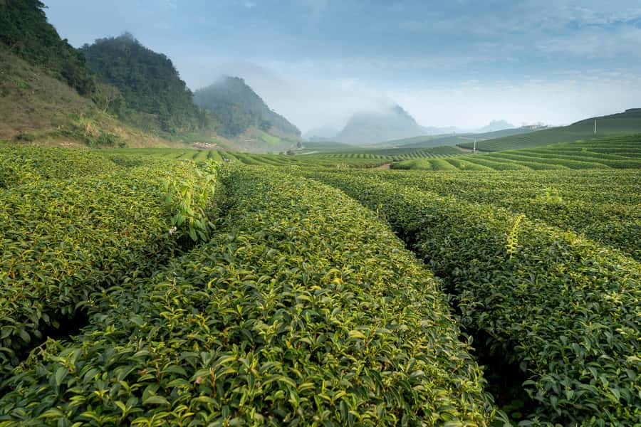 Mauritius: South Coast Tour with Tea Factory & Gris Gris - Bois Chéri Tea Estate: Museum Lessons and a Real Tasting With Views