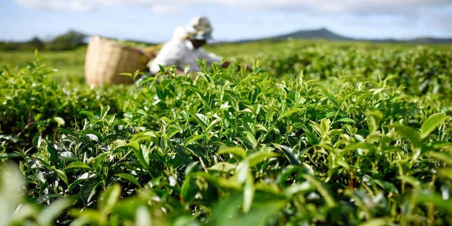 Mauritius: South of the Island Private Full-Day Tour - Why This South-West Mauritius Route Works for a Full Day