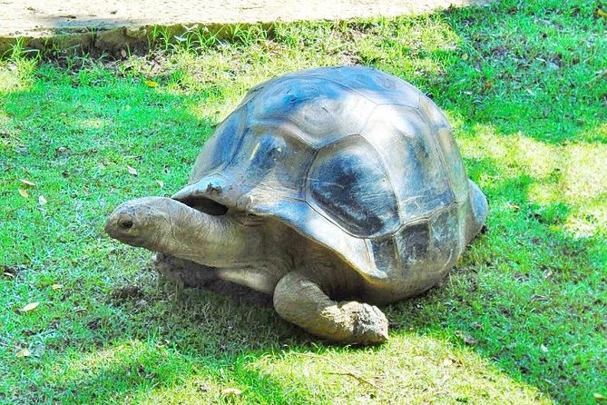 Mauritius South Tour Including Blue Bay Glass Bottom Boat & Snorkelling - Who This Tour Suits Best (And Who Might Prefer Something Else)
