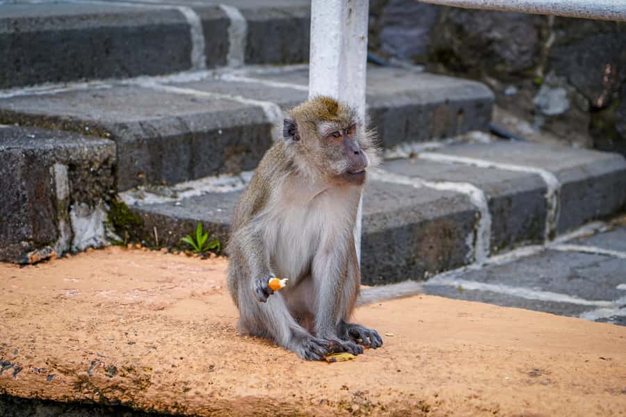 Mauritius: Sunrise Mountain Hike with Southwest Road-trip - Final garden walk and how to end strong on a long day