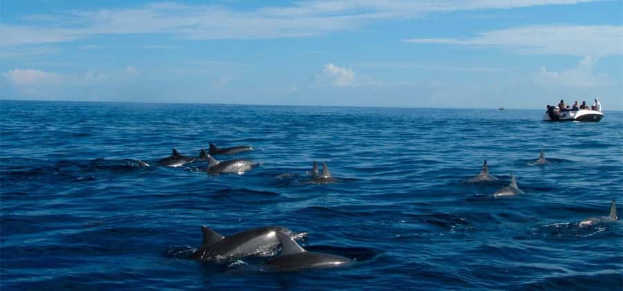 Mauritius: Swim with Dolphins Full-Day with Lunch/Drinks - Launch from La Preneuse, then you’re already on island time