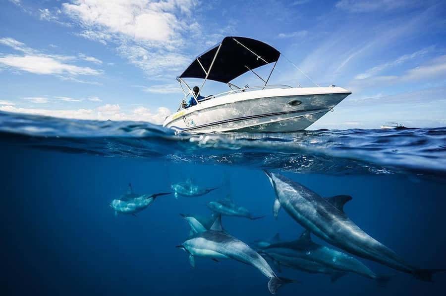 Mauritius: Swim with Dolphins Full-Day with Lunch/Drinks - Dolphin swim and watch: what the water time is really like
