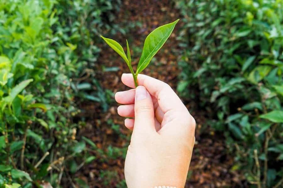 Mauritius: Tea and Sugar Plantation Guided Tour with Lunch - Price and Value: Is $350 Worth It for This Mauritius Route?