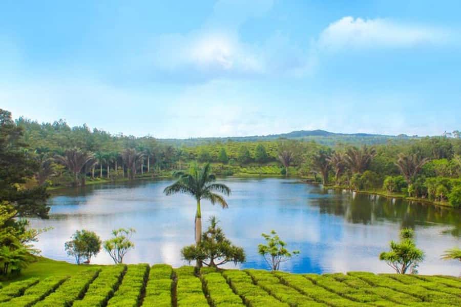 Mauritius: Tea, Rum and Vanilla Route with Lunch and Pickup - A 7-hour tea, rum and vanilla route that feels like a guided tasting course