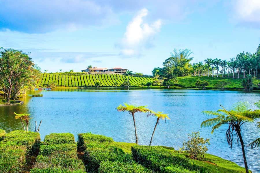 Mauritius: Tea, Rum and Vanilla Route with Lunch and Pickup - How the private guide experience changes your day