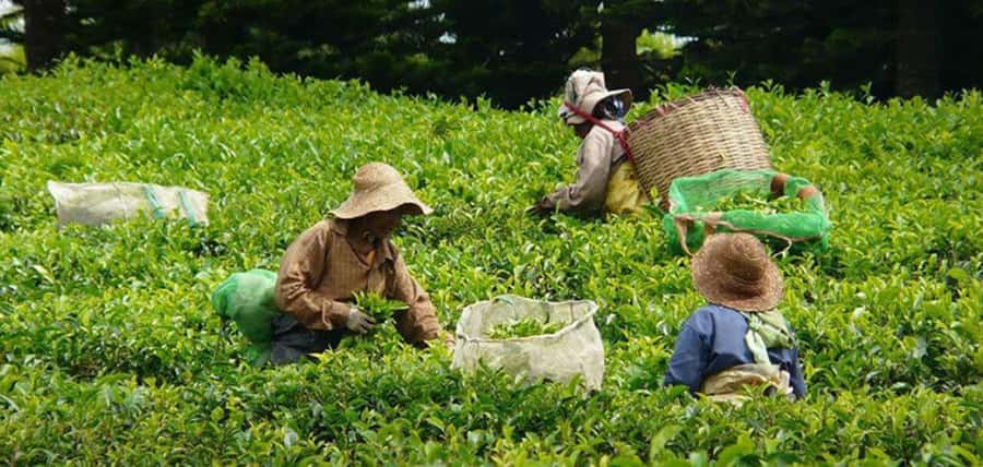 Mauritius: Tea, Rum and Vanilla Route with Lunch and Pickup - Price and value: is $310 per person fair for what you get?