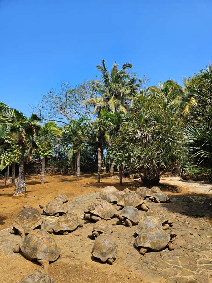 Mauritius: Vanilla Park & Beaches Tour with Extra Option - What Your Guide Actually Helps With