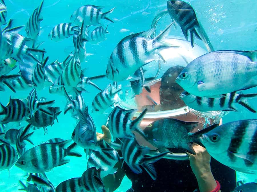 Mauritius: Watersport Adventure Day with Lunch and Pickup - Price and value: when $240 feels fair