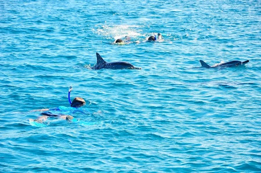 Mauritius: Wild Dolphin Encounter with Hotel Transfers - Built for convenience, with clear-water payoff