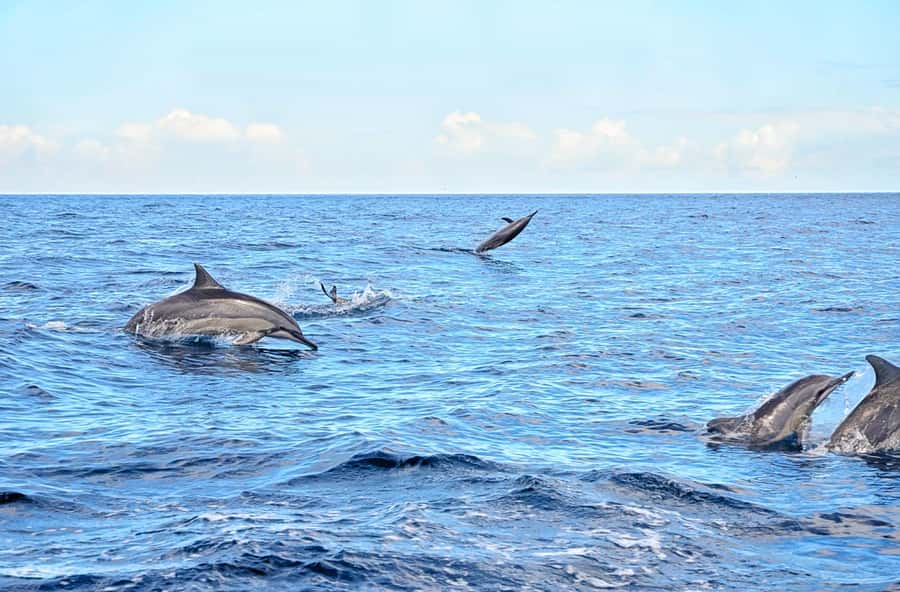 Mauritius: Wild Dolphin Encounter with Hotel Transfers - What this Mauritius dolphin swim really is