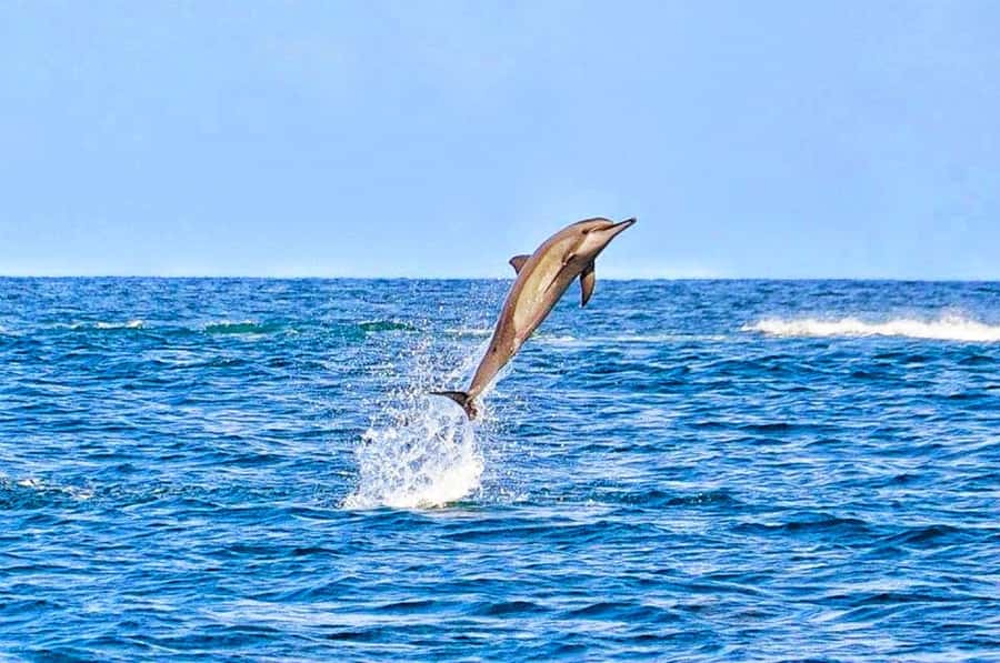 Mauritius: Wild Dolphin Encounter with Hotel Transfers - The boat ride and the dolphin search