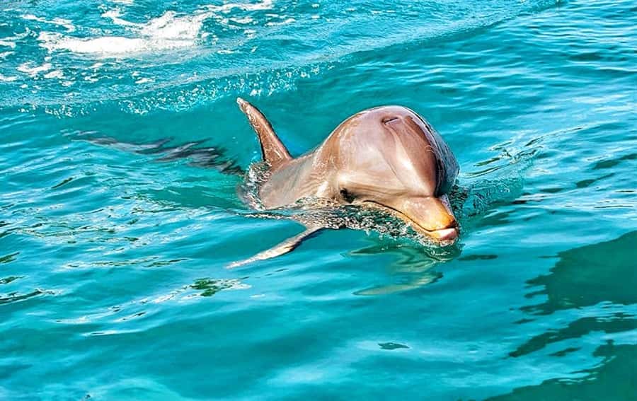 Mauritius: Wild Dolphin Encounter with Hotel Transfers - Timing and transfers: the part that decides if your day feels easy