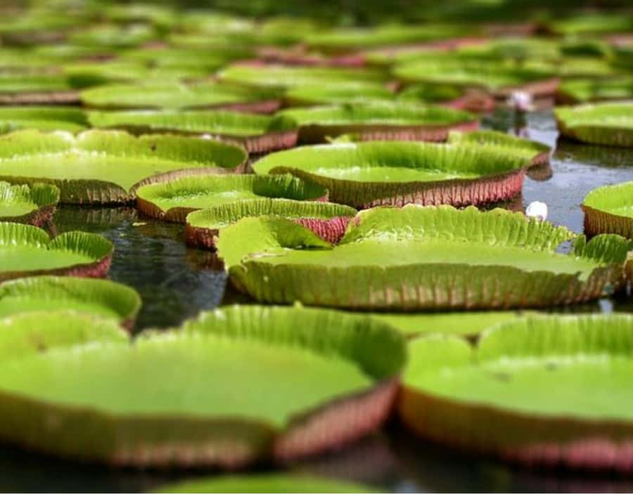 North Day Tour, Botanical Garden, Sugar Museum, Rum Tasting - A Private North Day That Mixes Gardens, Sugar, and Rum