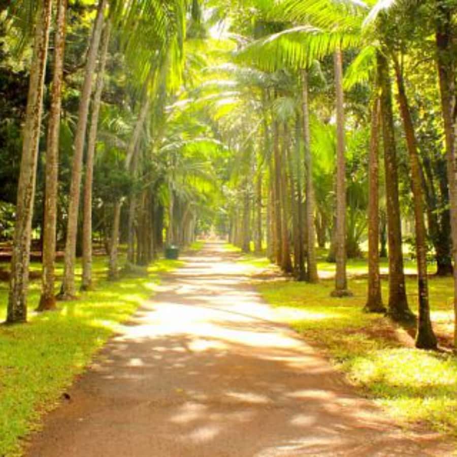 North Day Tour, Botanical Garden, Sugar Museum, Rum Tasting - Château de Labourdonnais: Colonial Architecture Meets the Day’s Story