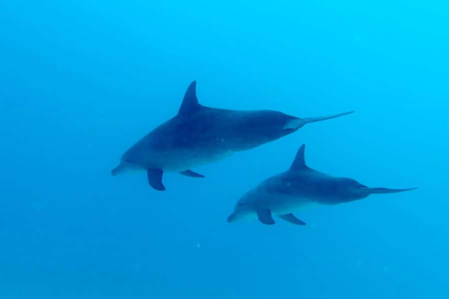 North of Mauritius: Scuba Diving Tour - Key things that make this experience worth it