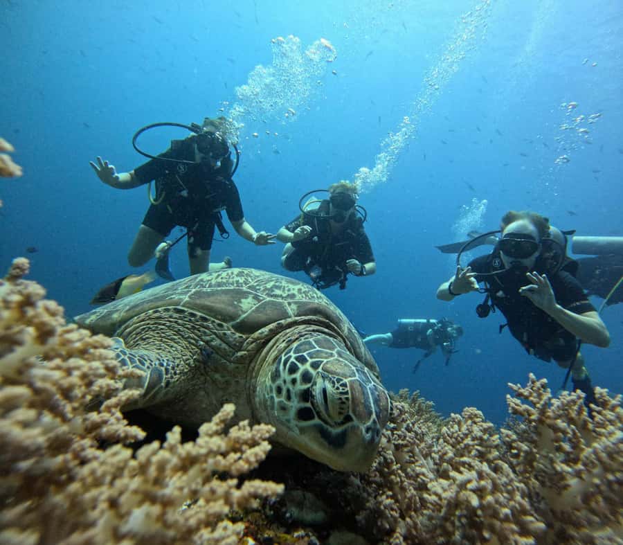 North of Mauritius: Scuba Diving Tour - Trou aux Biches to Pereybere: How the Crew Chooses Where You Go