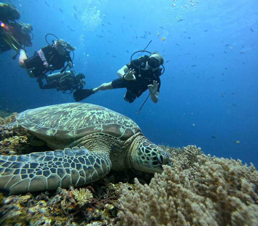 North of Mauritius: Scuba Diving Tour - Dreamchasers Setup: Certified-Diver Checks and Gear Without the Hassle