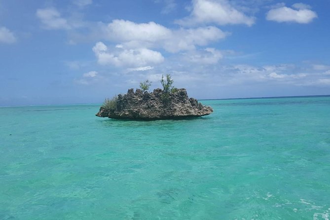 Ocean Swim with Dolphins - Key highlights to know before you go