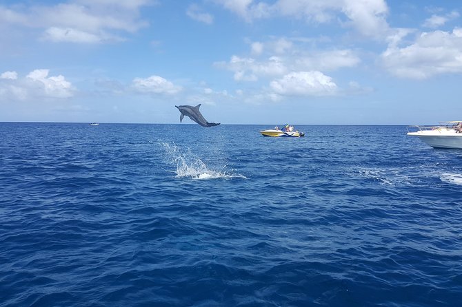 Ocean Swim with Dolphins - Timing, group size, and why the boat can feel crowded
