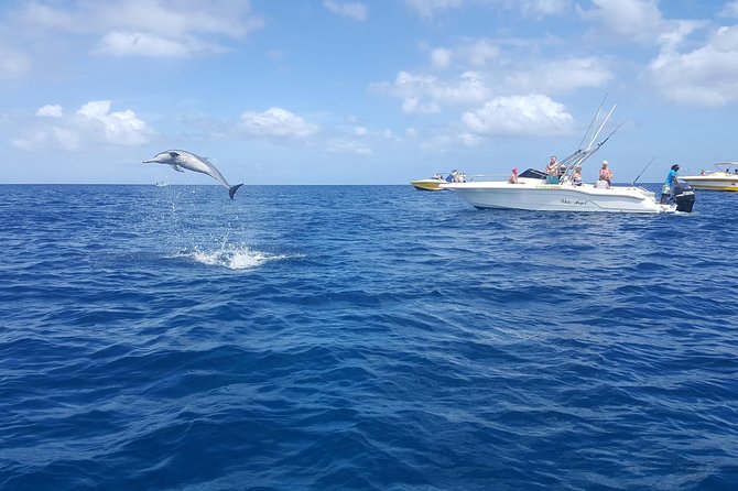 Ocean Swim with Dolphins - Transfers, mobile ticket, and what you need to plan around