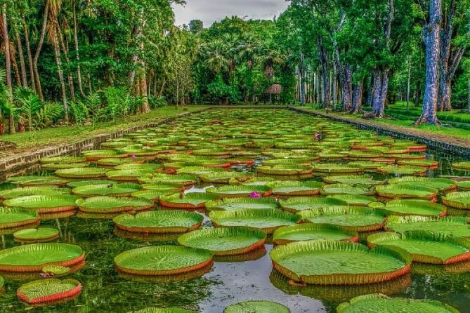 Port Louis and Pamplemousses Garden - A full day trip - A Full-Day Northern Loop From Port Louis: what you really get