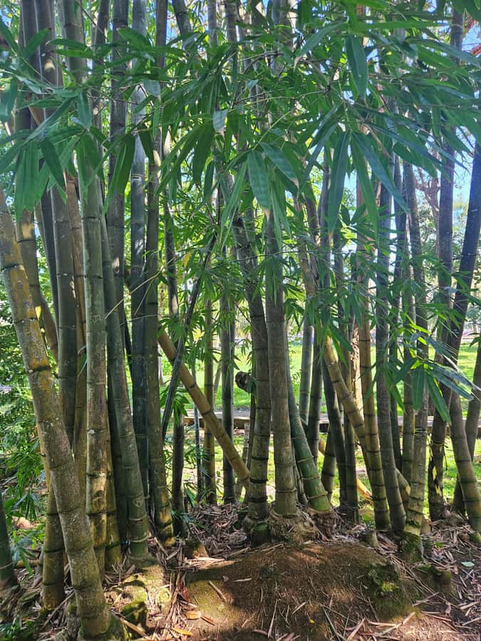 Port Louis: Mont Choisy, Botanical Garden, and Church Tour - Who This Tour Suits Best (And Who Should Skip It)
