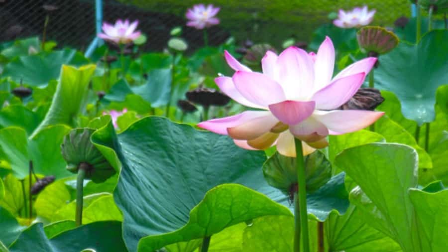 Port Louis: Northern Treasures Private Tour - Pamplemousses Botanical Garden, From 1735 Roots to Giant Water Lilies