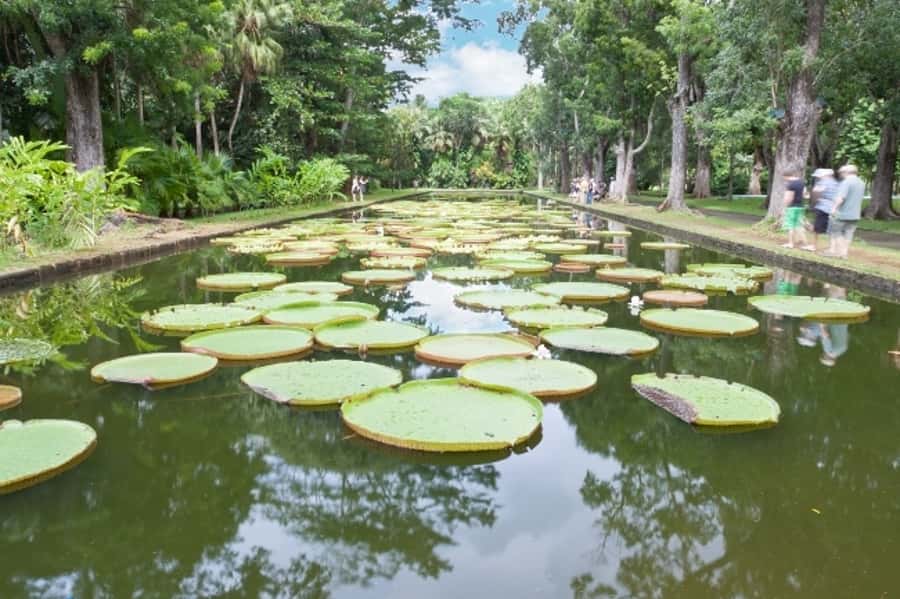 Private All Inclusive North Tour with Lunch & Entrance Fees - Pamplemousses Botanical Garden, the north’s best reason to book