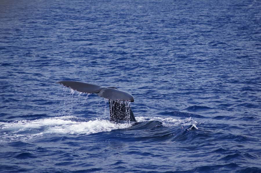 Private Dolphin Encounter and Whale Watching - Dolphin Encounter in Natural Waters: Swimming Is the Star, Rules Are the Whole Point
