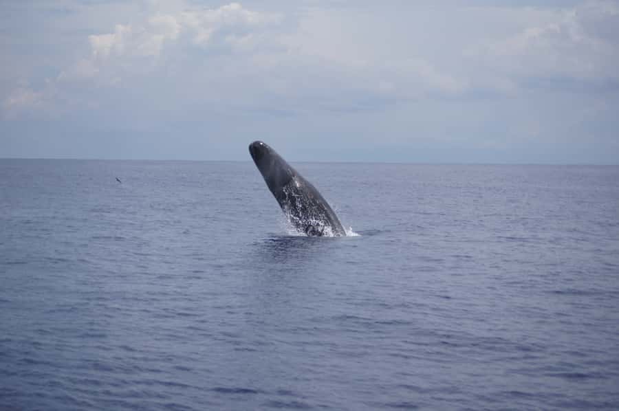 Private Dolphin Encounter and Whale Watching - What Is Included, What You Pay For, and How Value Works Here