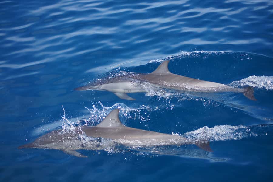 Private Dolphin Encounter and Whale Watching - Who This Tour Fits Best (and Who Should Choose a Different Day)