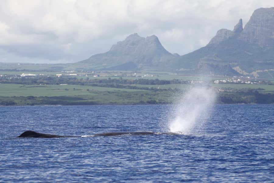 Private Dolphin Encounter and Whale Watching - Meeting at Black River and Getting Set for a Speedboat Morning