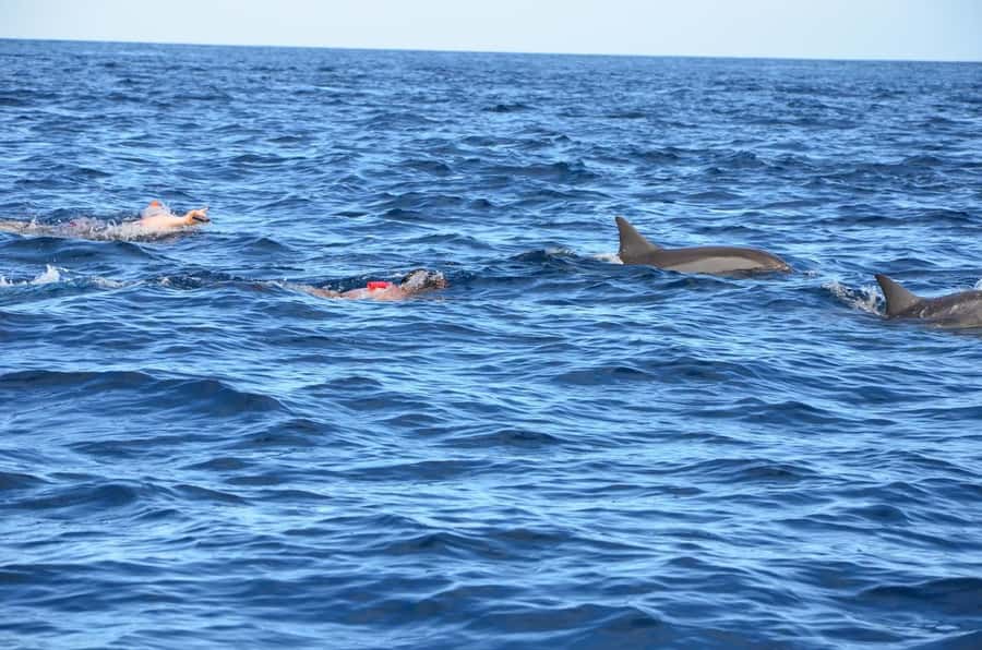 Private Dolphin Snorkeling Tour. Equipment available Free. - Key highlights you’ll actually care about