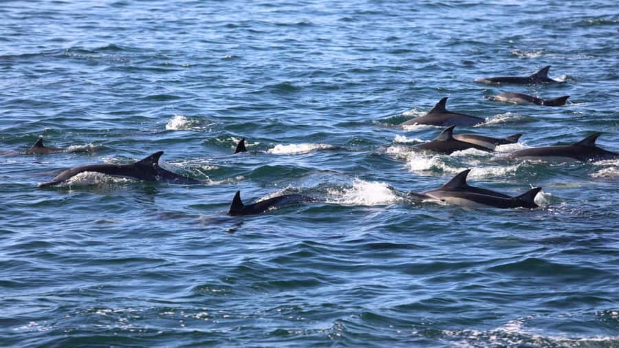 Private Dolphin Snorkeling Tour. Equipment available Free. - Entering the water from Tamarin, the practical way