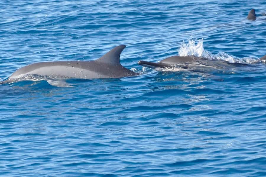 Private Dolphin Snorkeling Tour. Equipment available Free. - Dolphin watch: how the guide helps you spot the right moment