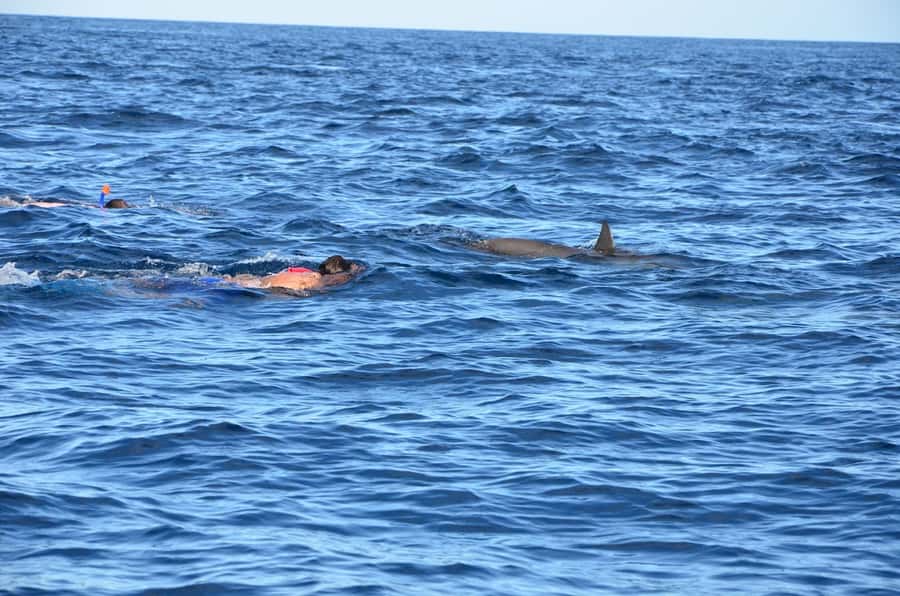Private Dolphin Snorkeling Tour. Equipment available Free. - What’s included on board, and how to pack smart