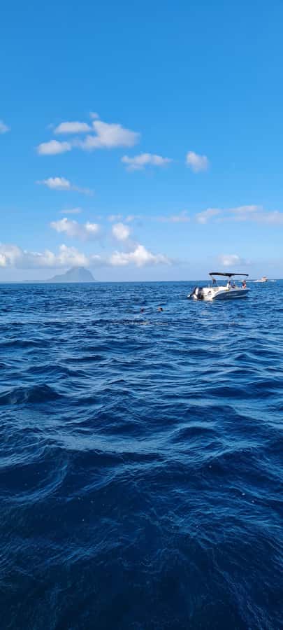Private Dolphin Snorkeling Tour. Equipment available Free. - Price and value: $411 per group up to 4