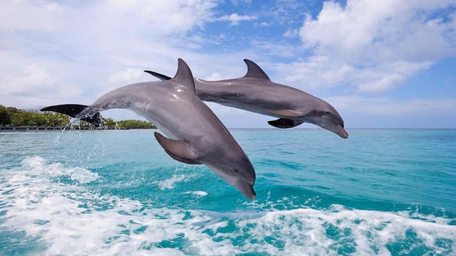 Private Dolphin Swim/Snorkeling & Lunch on Benitiers island - Key Highlights You’ll Actually Care About