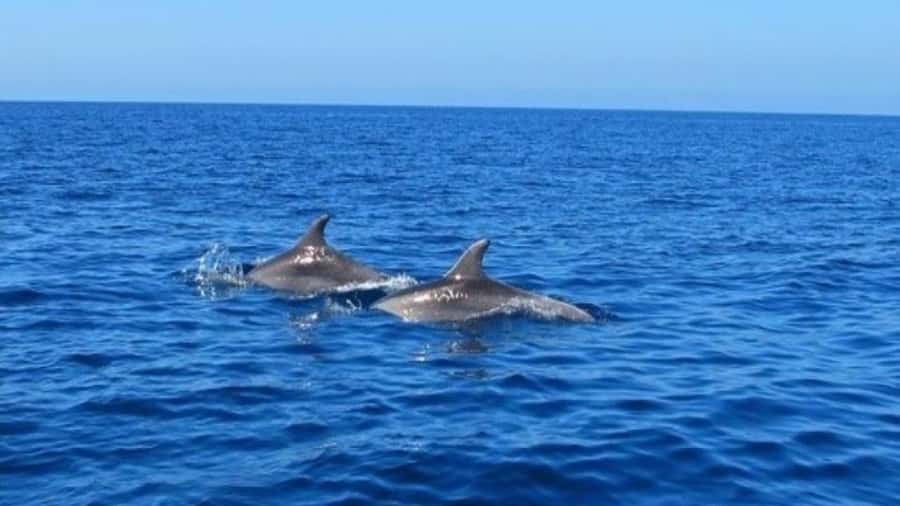Private Dolphin Swim/Snorkeling & Lunch on Benitiers island - Price and Value: What You’re Paying For (And What You Should Compare)