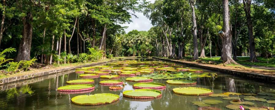 Private Full Day Tour of Port Louis and Northern - Pamplemousses Botanical Garden: Rare Plants, Spice Garden, and the Talipo Timeline