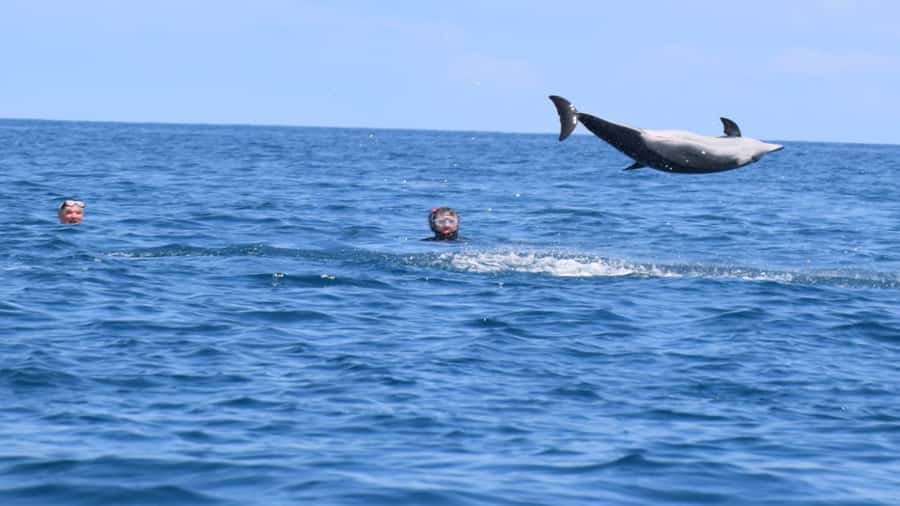 Private Île aux Bénitiers Boat: Dolphin Snorkeling & Lobster - Price and value: is $738 per group up to 4 a good deal?