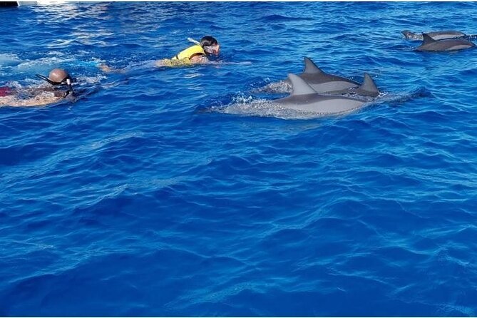 Private Speed Boat Tour and Dolphin Encounter at Ile aux Benitier - Who this dolphin and island day suits best