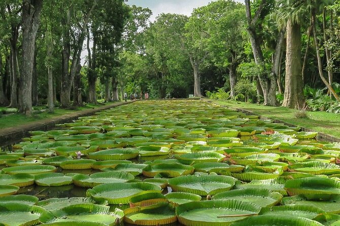 Private Tour in Northern Mauritius - Fort Adelaide and Port Louis, packed into one efficient north day
