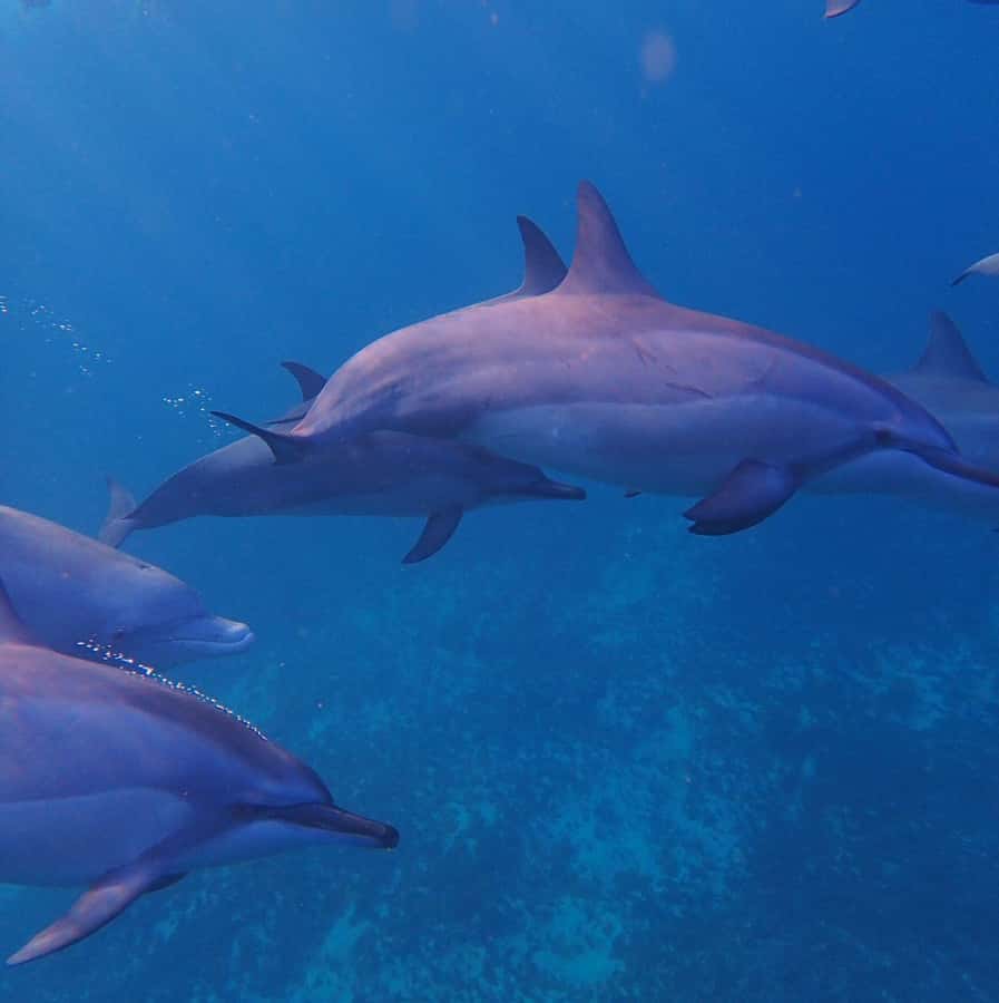 Private :Whales and dolphins watching/Swimming with dolphins - Key highlights you will actually feel on the water