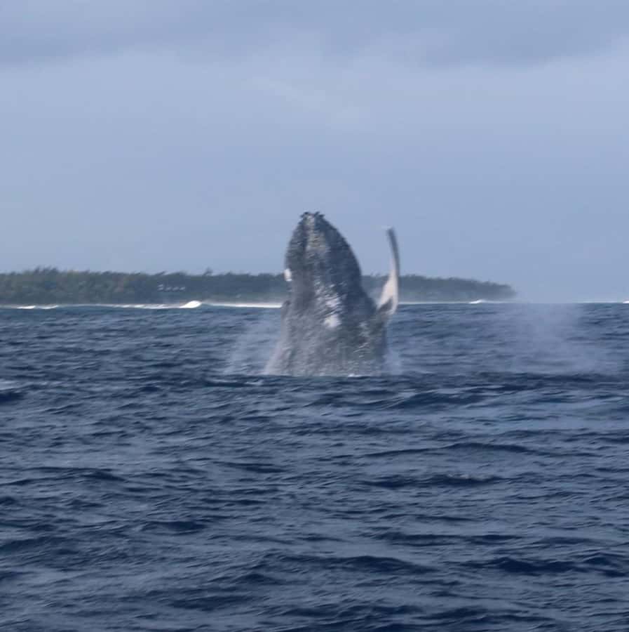 Private :Whales and dolphins watching/Swimming with dolphins - Dolphin watching with an eco-friendly, respectful approach