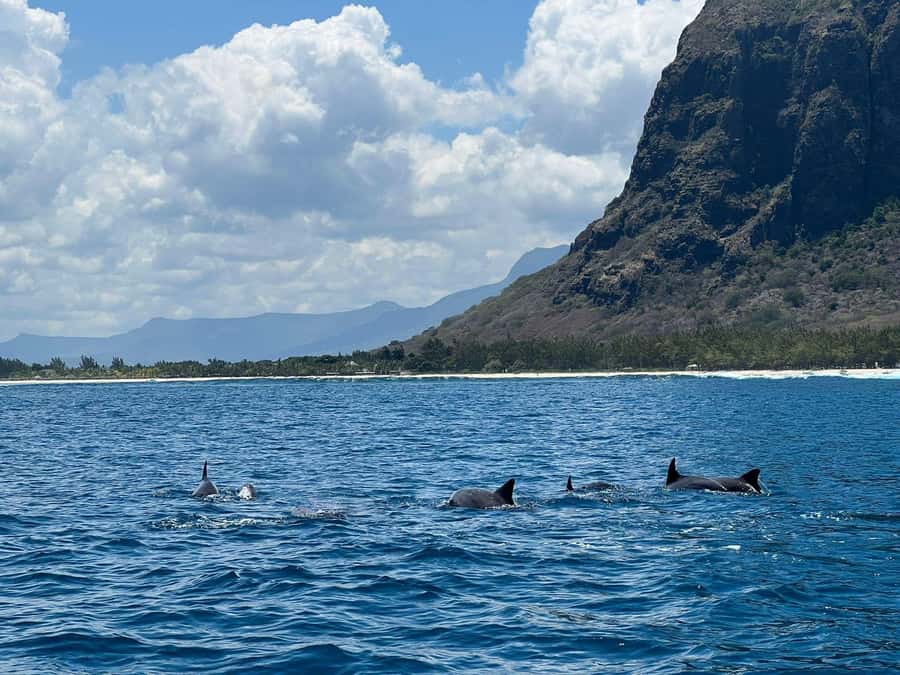 Private :Whales and dolphins watching/Swimming with dolphins - Swimming with dolphins: what the guide does for you