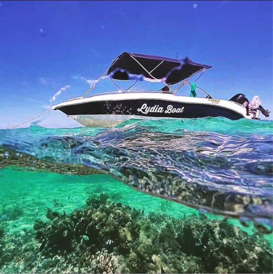 Private :Whales and dolphins watching/Swimming with dolphins - The island BBQ pace, and why people remember it