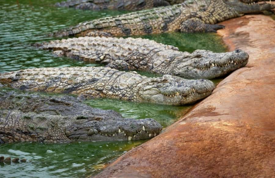 Riambel: South Tour w/ Crocodile Park & Seven Colored Earth - Chamarel waterfall viewing: upper deck or down below
